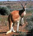 Australia - australia