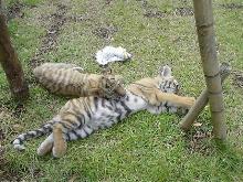 tigers - lonely living pairs,......?