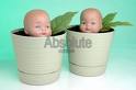 Flowers - Baby like a plant, must provide the favourable conditions for their healthy growth