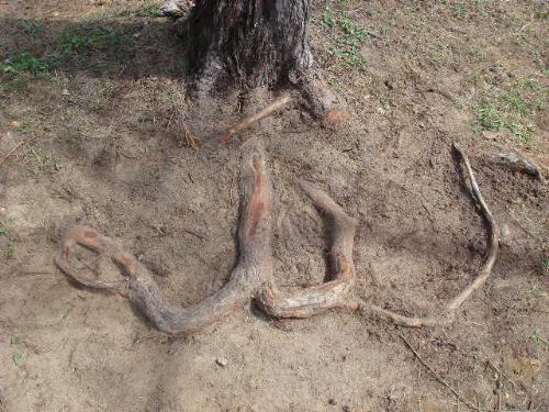 Name of Allah at a tree root - This name of Allah found at a tree root at one of a university's campus at K. Terengganu, Terengganu, Malaysia. It was founded in year 2006.