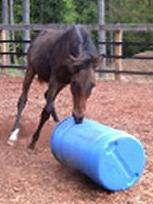 Lion Heart and His barrel - Lion Heart was orphaned at two weeks and is a strong willed playful colt. He has been a real challenge because he always wants to play and grab everything with his teeth!