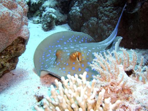 Scuba diving blue spotted ray - A blue spotted ray picture I took last year when diving in Sharm el Shiek, Egypt. Depth probably around 15m. I retouched it in photoshop to take away the blue colouration.
