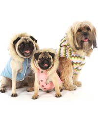 fashion, dressing up your pets ???? - dogs in fashion