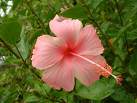 Pink Flower - This is a pink hibiscus flower.