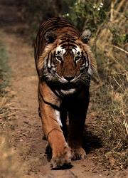 I LOVE MY GR8 INDIA - I LOVE INDIA I LOVE MY GR8 INDIA - I LOVE INDIA