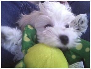 my puppy, dolce. - this is a photo of dolce, my puppy, who is half maltese and half king charles cavalier.