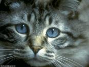 cat - catty