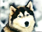 wolf - wolve lover