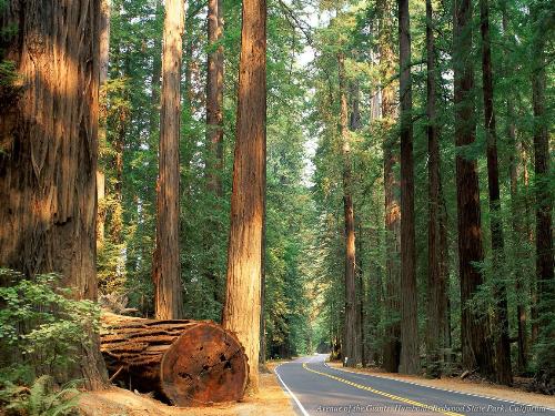 Forest - Abeautiful picture of forest.