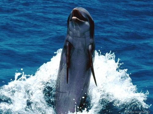 Dolfine - A dolfine in the ocean.
