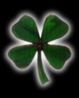 four leaf clover - a foue leaf clover