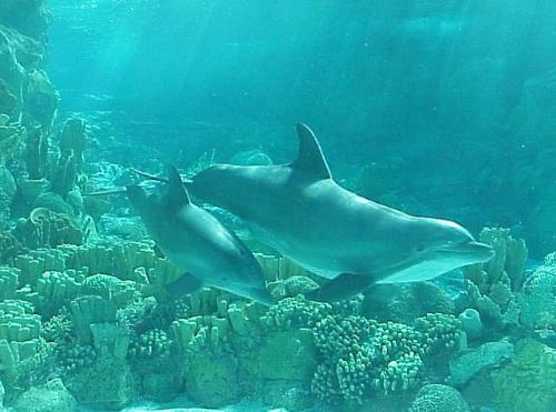 Beautiful Bottlenose Dolphins - There are a few creatures of the world I wouldn't mind being if I wasn't human. This is at the top of my list.