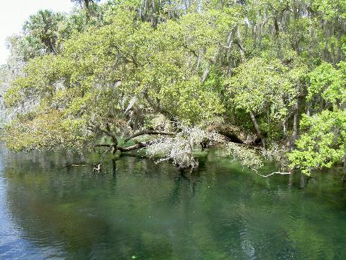 Blue Springs National Park - Some scenery from Blue Springs National Park in Florida, winter home for manatees.