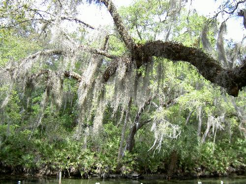 Spanish Moss - Spanish moss growing on trees in Florida. It's really pretty.