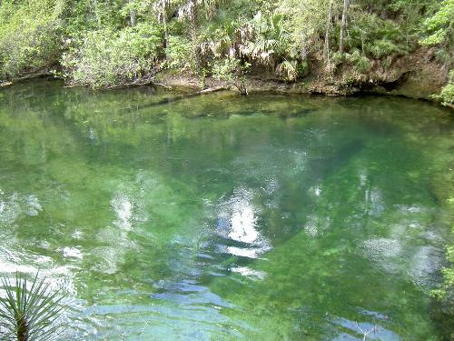 Hot Spring - The hotspring at Blue Springs National Park, Florida. The spring keeps this lagoon at a constant 76 degrees during the winter.
