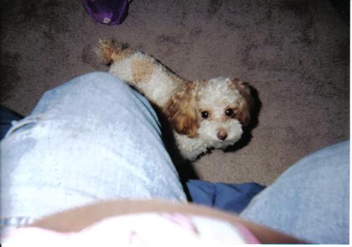 World's cutest poodle!! - This is my grand dog Chloe. She not only is the world's cutest poodle, she has the spunkiest personality and is so loveable.