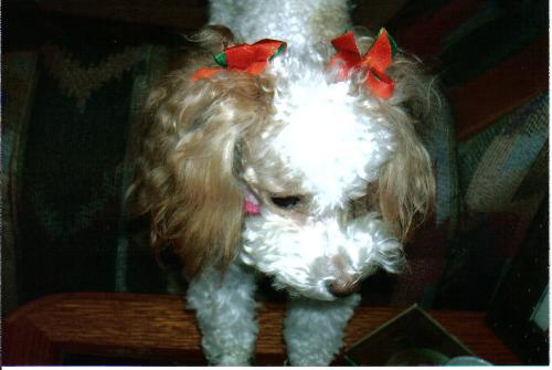 Christmas Chloe again - This is Chloe at Christmastime again.