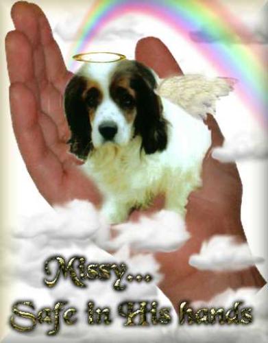 A Real Angel - This is Missy, she was truly an angel.