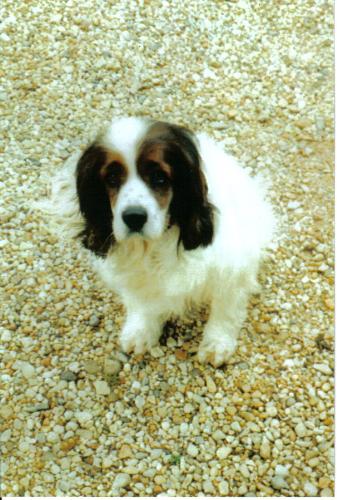 My Missy - This is my girl Missy. She was absolutely the best dog in the world!!