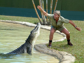 steve croc - steve feeding a croc