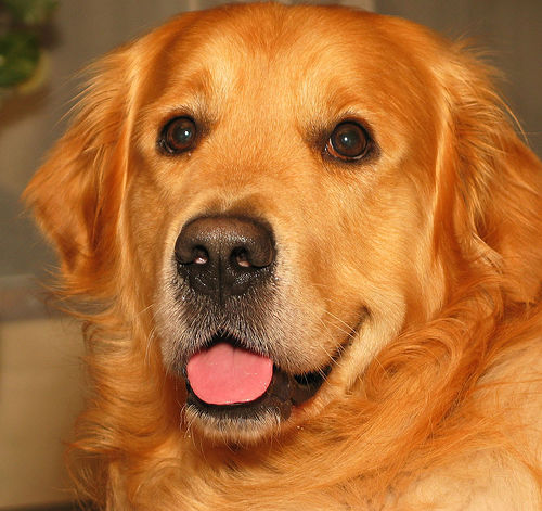 My dog - Isnt my dog cute?