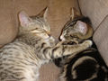 Two kittens from same litter - Two kittens from same litter playing and having fun.