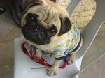 hi! - that's yoda..my pug. he absorbs all my stress from work. Isn't he cute? That look definitely melts my heart always.