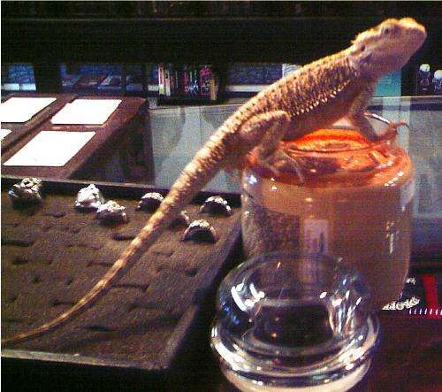 Spike, bearded dragon - Spike thinks our candles are the best, too!