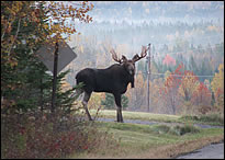 Maine - bullmoose