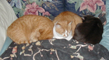 favorite cats - 3 of my favorite cats.
