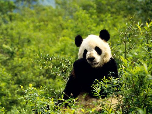 panda - Do you think it is so lovely?