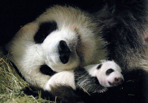 Panda  - Panda loves his baby very much.