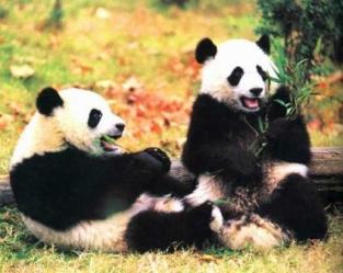 panda - Panda like to eat bamboo very much.Because the climate here is suitable for banboo and panda.So in Chengdu there is many pandas.And the protective base of panda located here.If you want to see it ,you can come here.Welcome!