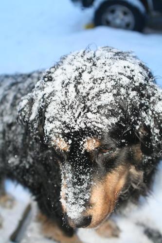 snow dog - One of my dogs this winter, he likes to lay down while its snowing and let it cover him!