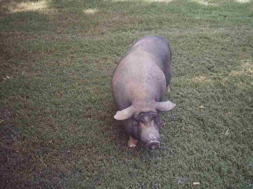 Here Piggy Piggy - A pig wandering around the grounds of a nature reserve in Georgia. xD He was a sweetheart.