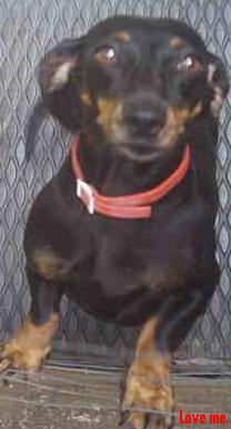 Dixie - My bf's little stinky weiner dog! I want one now. She's so wiggly. XD