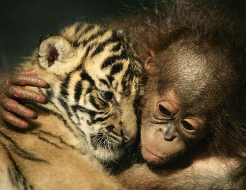 dema and irma - good buddy a baby tiger and a baby orangutan