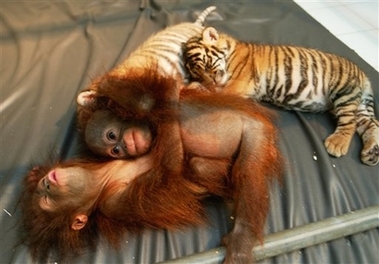 best friends - The unlikely friends would be enemies in their natural habitats.