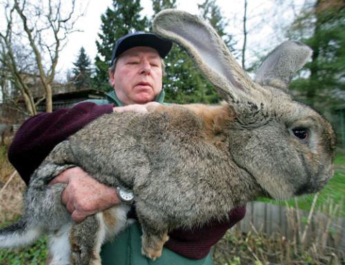 the world biggets rabbit - this rabbit weighs around 22 pounds and its bree in germany they are used for meat purpose