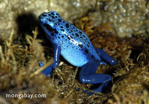 poisonous frog - the deadliest frog they are called dart frogs,they use poisionous dart to attack their prediator