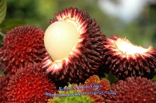 Buah Pulasan (Malaysian Fruit) - Malaysian fruit