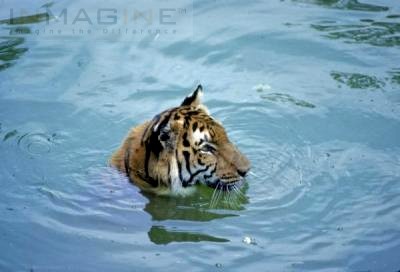 Fierce Tiger - animal