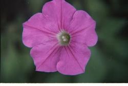 Close Up Purple Flower - A scan of a close up picture of a purple flower taken in Florida.