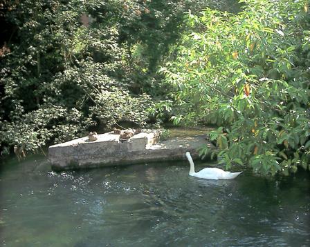 Winchester - A stream running through Winchester