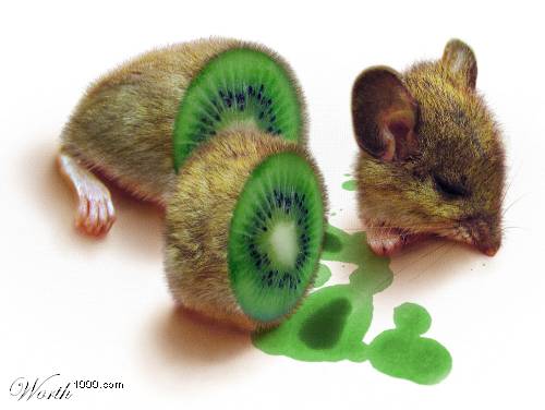 nice rat to eat - it is the photo taken through orignally rat ready to eat