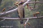 Himachal Pradesh - Crested Serpent Eagle of Himachal Pradesh