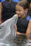 wish I could kiss a dolphin once again - I have tried kissing a dolphin already straight from my lips. If you try to look at them, it seems that they are also smiling at you and so excited to kiss you too .:)