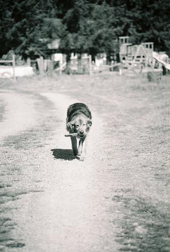 Dobie coming home - One of my favorite shots of a neighbor's dog coming up his drive.