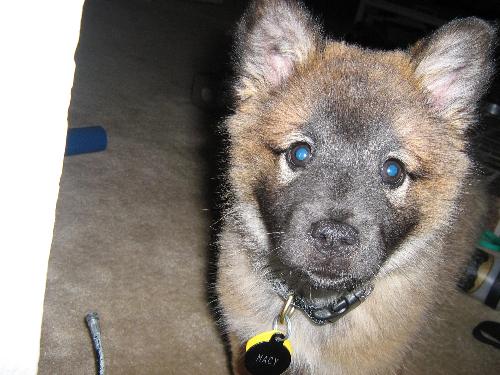 Macy - My puppy Macy when we first got her. She's a German Shepherd/Chow mix, and as you can see, pretty much the cutest dog ever.