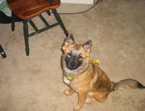 My little fox - Here she is again, this time a bit older - about six months. She only weighed 22 lbs here, but I think she's up to about 30 now, at 8 months.